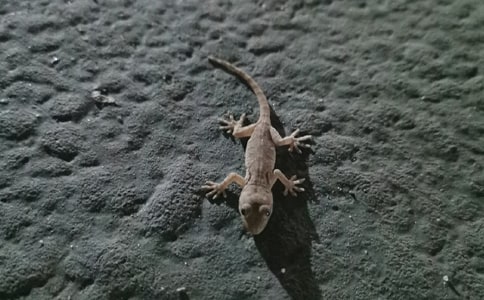 小壁虎借尾巴教案