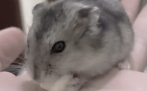 倉鼠怎么生寶寶