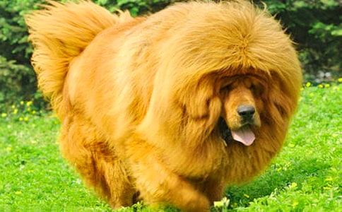 藏獒幼犬的飼養(yǎng)技巧有哪些
