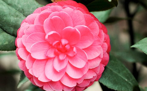 山茶花在什么時候開花