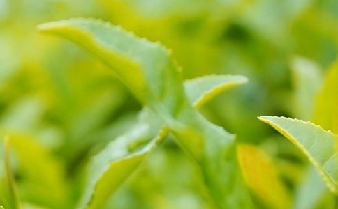 哪些茶葉是綠茶