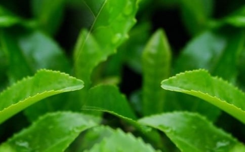 怎么選購碧螺春茶葉