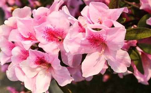 杜鵑花為什么只長葉不開花
