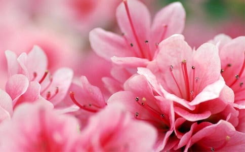 盆栽杜鵑花的養(yǎng)殖方法
