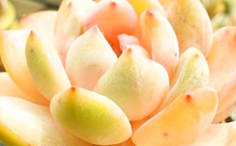 四月多肉養植方法