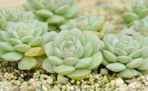 多肉開花后怎么處理