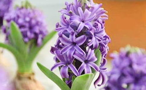 各色風(fēng)信子的花語(yǔ)是什么