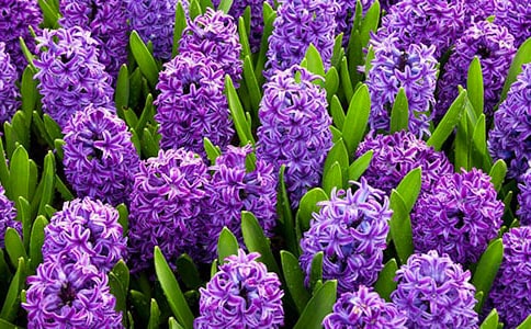 風信子什么時候開花?
