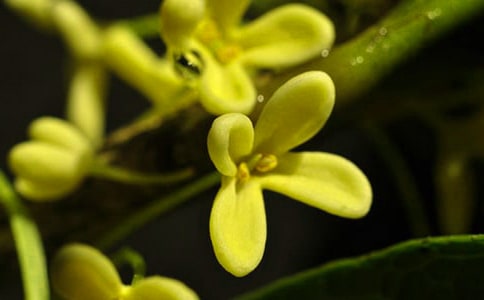 糖桂花的簡(jiǎn)單做法