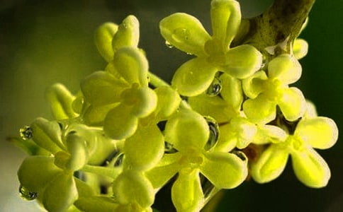 椰汁桂花糕的做法