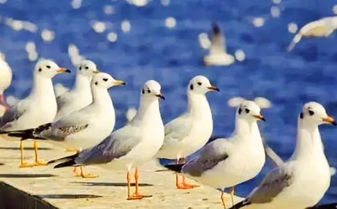 廣州五一好去處:番禺海鷗島