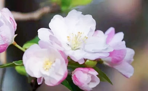 龍須海棠什么時候開花