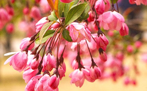 竹節(jié)海棠為什么不開花