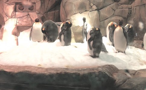 香港海洋公園的游玩攻略