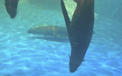 香港海洋公園游玩攻略介紹