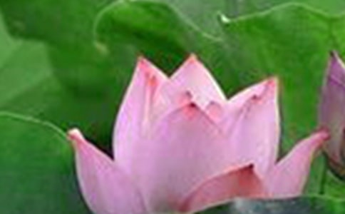 《荷花》教學(xué)反思