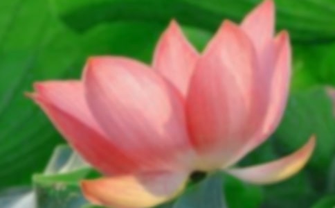 荷花花瓣簡筆畫