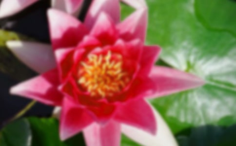 2023年形容荷花的句子錦集56條