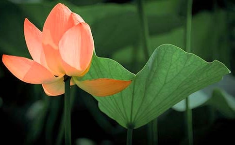 廣州夏日賞荷花好去處