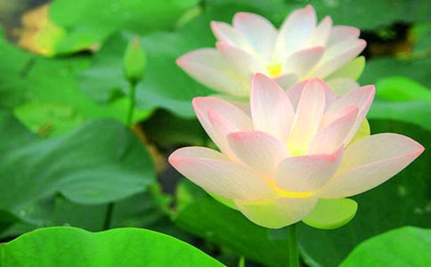形容荷花的句子摘錄59條