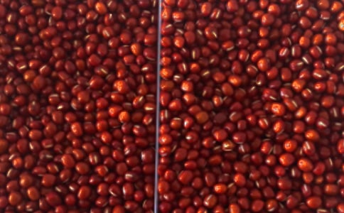 盆栽紅豆杉的養(yǎng)殖方法