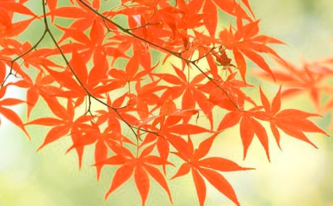 紅葉碧桃什么時候開花