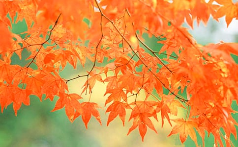 北京賞紅葉的森林公園推薦