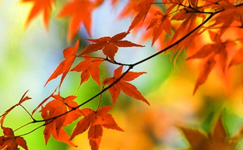 濟(jì)南紅葉谷景點(diǎn)介紹