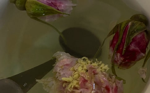 菊花茶的正確泡法