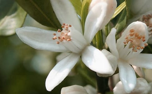 《花朵好看我不摘》小班社會教案