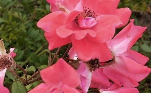 糖紙花朵手工制作大全