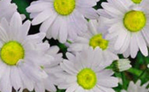 衍紙花朵卡片手工制作