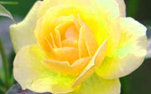手工花朵發夾制作
