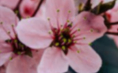 手工花朵制作方法卡紙
