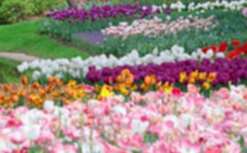 小班美術活動美麗的花園教案
