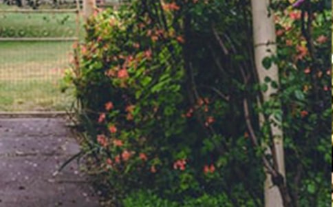 小班美術教案 《美麗的花園》