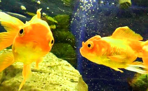 小班歌唱活動《小金魚》說課