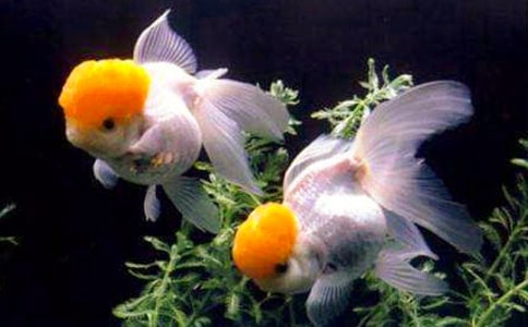 小金魚花什么時候開花