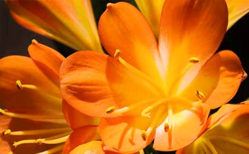 君子蘭怎么養(yǎng)才能開花?