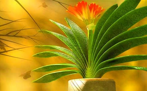 君子蘭是什么時候開花