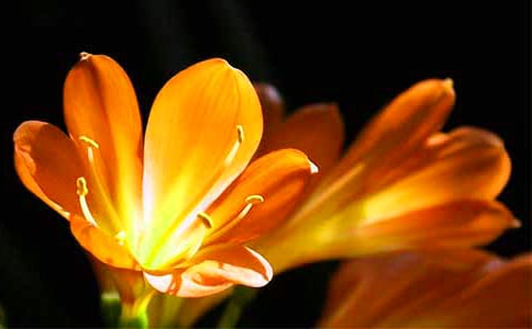君子蘭什么時(shí)候開花以及不開花的原因