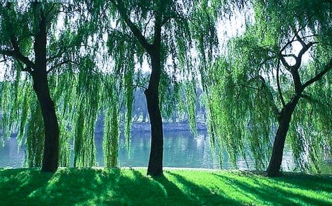 通用形容柳樹的句子大匯總52句