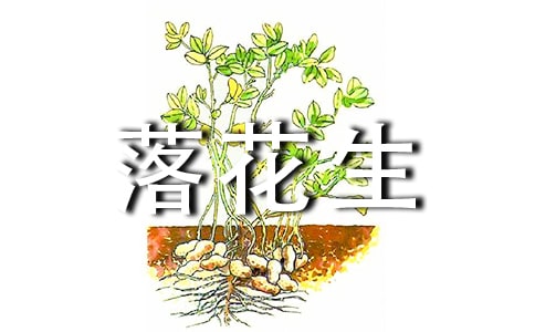 (合集)讀《落花生》有感
