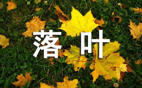 中班科學教案：常綠樹和落葉樹