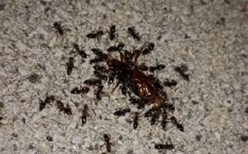 螞蟻搬豆體育教案