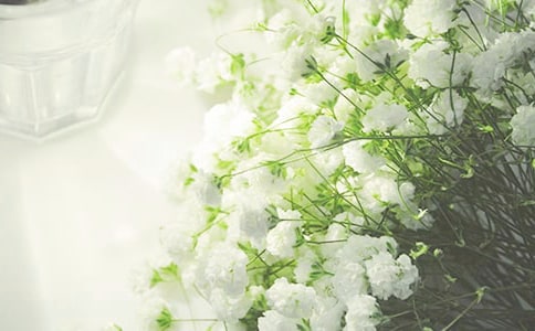 滿天星怎么養(yǎng)