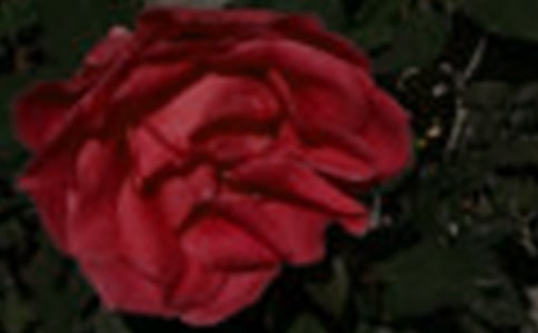 玫瑰花怎么養(yǎng)