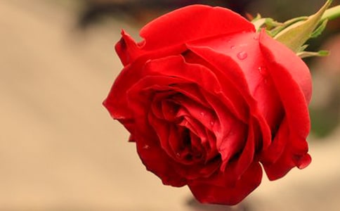 玫瑰花什么時間開花