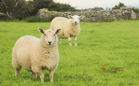 教你制作可愛(ài)的手工小綿羊