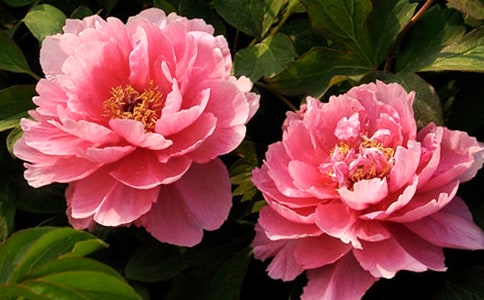 菏澤牡丹什么時(shí)候開花